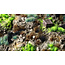 Gamers Grass GamersGrass: Tufts - Toxic Waste Set