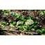 Gamers Grass GamersGrass: Tufts - Alien Toxic 6mm