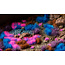 Gamers Grass GamersGrass: Tufts - Mystic Nebulae Set