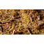 Gamers Grass GamersGrass: Tufts - Beige 2mm