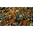 Gamers Grass GamersGrass: Tufts - Copper Brown 2mm