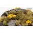 Gamers Grass GamersGrass: Bases - Highland - Round 80mm - Battle Ready (1)