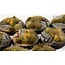 Gamers Grass GamersGrass: Bases - Highland - Round 28mm - Battle Ready (8)