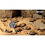 Gamers Grass GamersGrass: Bases - Deserts of Maahl - Round 28mm - Battle Ready (8)