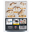 Games Workshop Warhammer 40000 - Space Wolves: Fenrisian Wolves