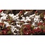 Gamers Grass Gamers Grass: Grass Tufts - Laliguras Flowers