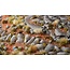 Gamers Grass Gamers Grass: Grass Tufts - Forget-me-not Tiny Flowers