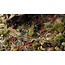 Gamers Grass Gamers Grass: Grass Tufts - Poppy Tiny Flowers