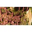 Gamers Grass Gamers Grass: Basing Bits - Ancient Columns