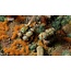 Gamers Grass Gamers Grass: Basing Pigments - Core Set