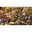 Gamers Grass Gamers Grass: Laser Plants - Bugloss