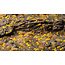 Gamers Grass Gamers Grass: Tiny Golden 1mm