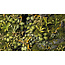 Gamers Grass Basing Box - Jungle Floor