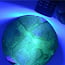 AK Interactive Transparent UV Resin Water