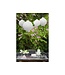 Witte lampion met Led - 30 cm