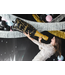 Folieballon - champagnefles happy new year - zwart met goud - 39,5 x 98 cm