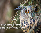 Uilen tellen met de HIKMICRO LYNX Pro LH15