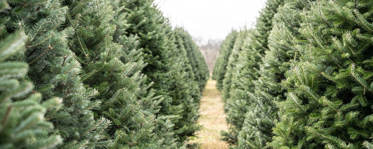 Waarom zetten we een kerstboom met kerst? Kerstland.nl