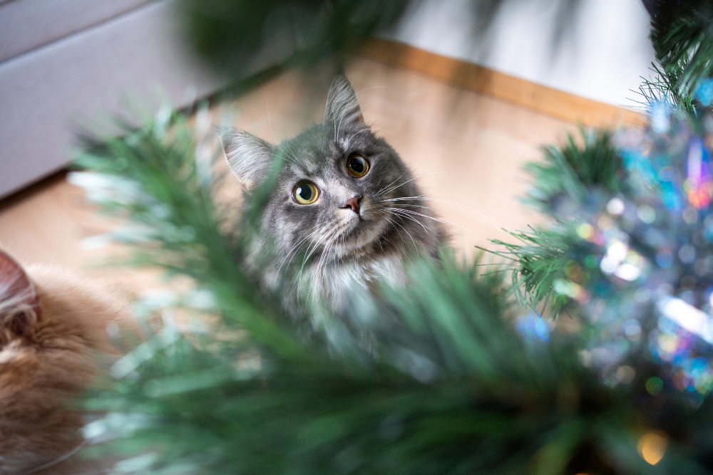 Katten uit de kerstboom houden