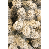 Charlton kunstkerstboom 215xø127cm | wit/met sneeuw