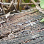 baitsolutions Baitsolutions Anti Eject Hook bulk 25 stuks