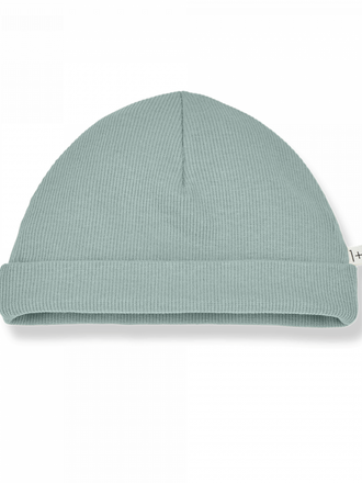 1+ in the family IVO / shark