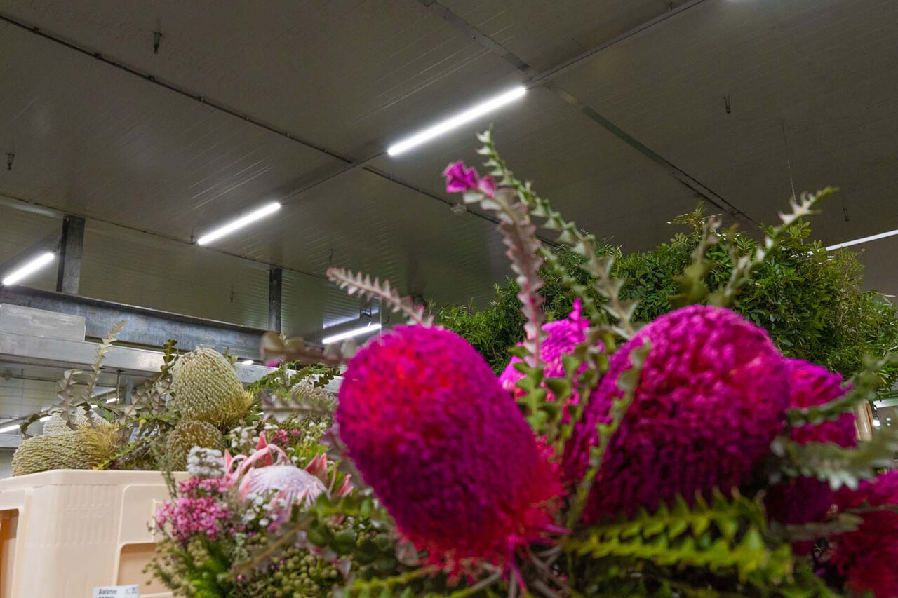 Spectrum voor de installateur LED Montagebalk IP65 - 150cm - Limea Gigant - 52W 8892Lm - 4000K 840 Helder wit | IK10 - 5 jaar garantie Spectrum voor de installateur LED Montagebalk IP65 - 150cm - Limea Gigant - 52W 8892Lm - 4000K 840 Helder wit | IK10 - 5 jaar garantie