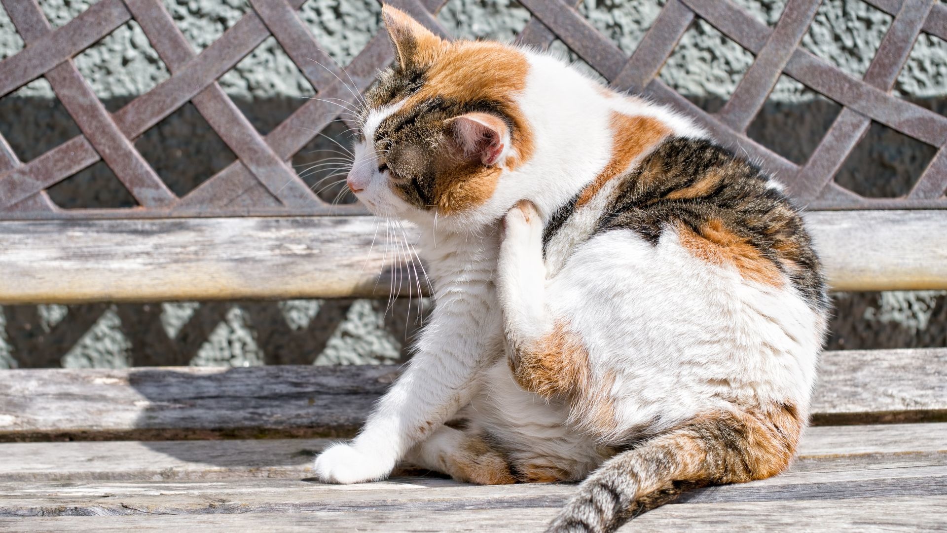 Mijn kat heeft vlooien - Waar moet ik op letten? 