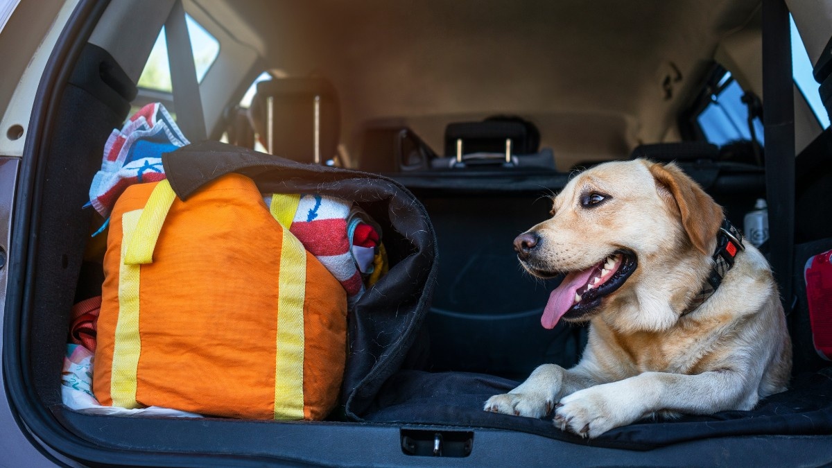 Ik ga op reis en neem mee: mijn hond!