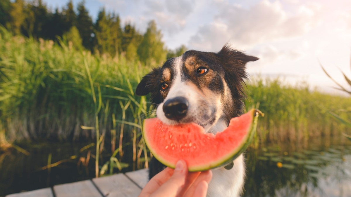 Mogen honden fruit eten?