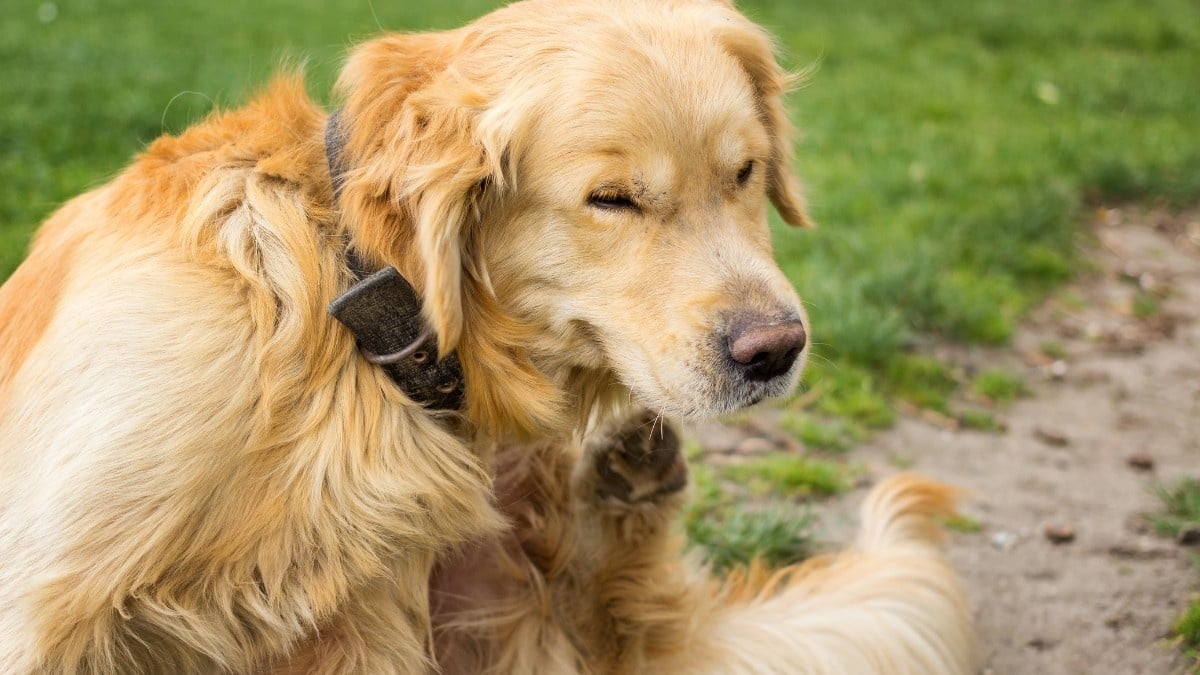 Mijn hond heeft vlooien - wat te doen?