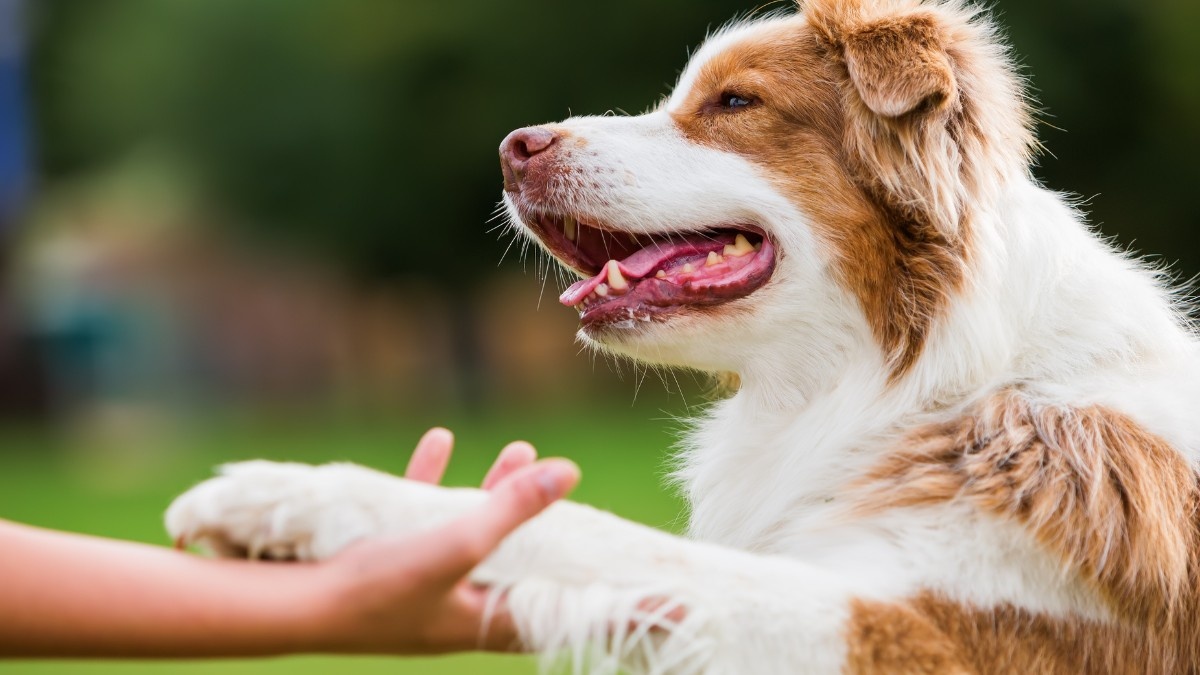 Hoe vaak moet ik mijn hond ontwormen?