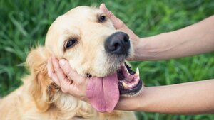  Allergie bei Hunden - Wie erkenne ich sie und was kann ich dagegen tun?