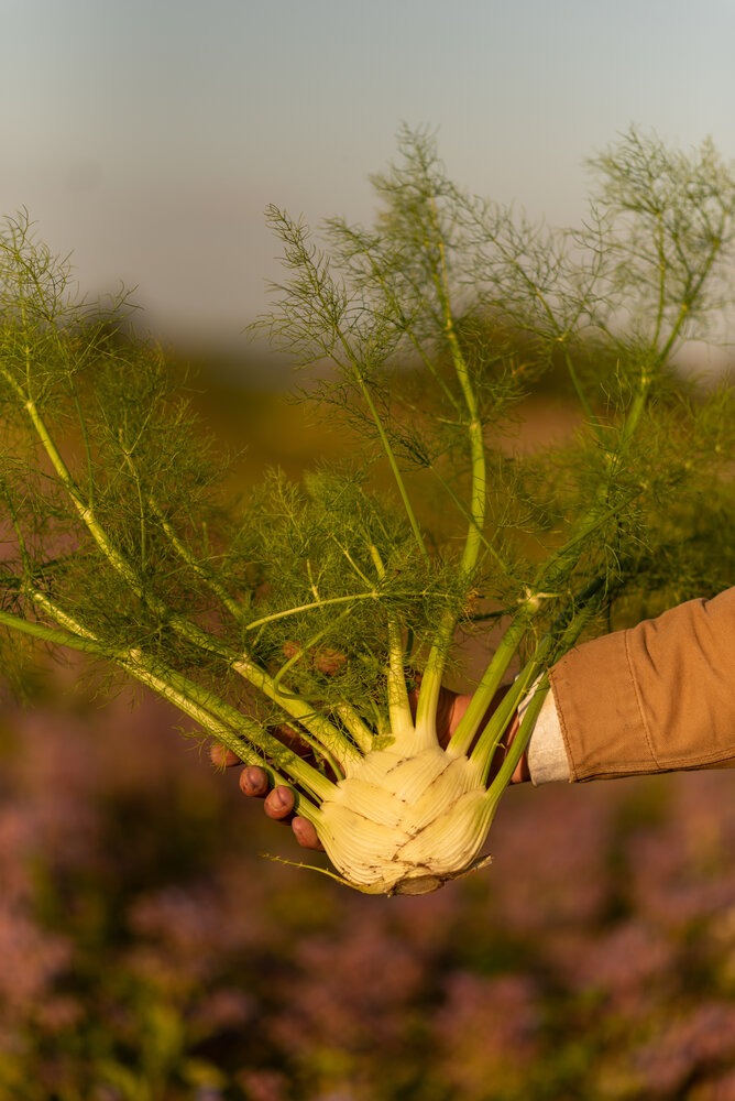 Botmas Botmas Biologische venkel - Ready to use Botmas Botmas Biologische venkel - Ready to use