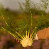 Botmas Biologische Venkel - RTU Botmas Biologische Venkel - RTU