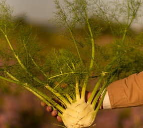 Botmas Biologische Venkel - RTU