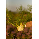 Botmas Botmas Biologische venkel - Ready to use Botmas Botmas Biologische venkel - Ready to use
