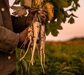 Botmas Biologische Pastinaak - Vers