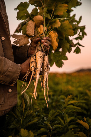 Botmas Botmas Biologische Pastinaak - Vers