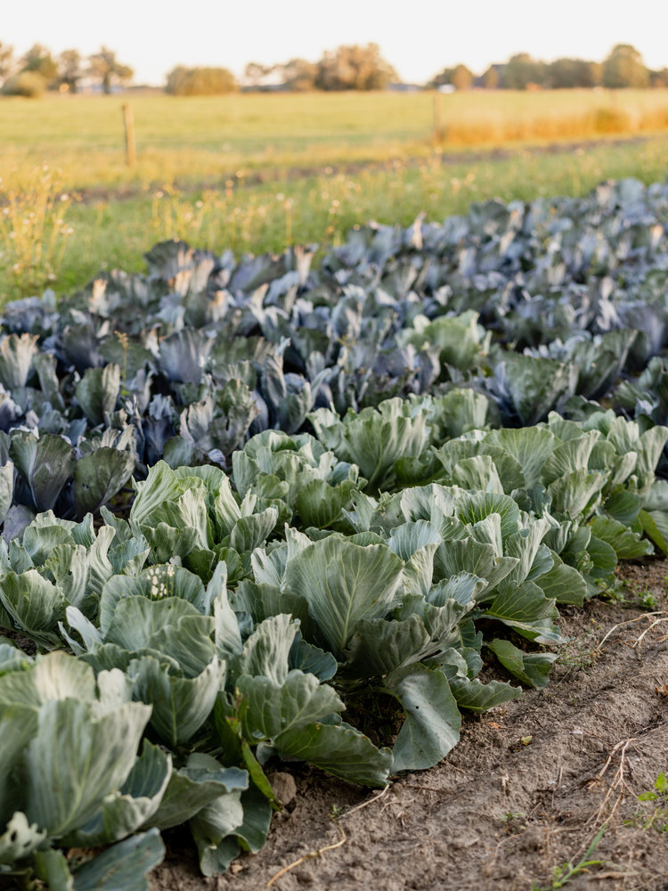 Botmas Biologische Rode Kool - RTU Botmas Biologische Rode Kool - RTU