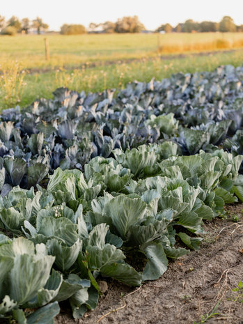 Botmas Biologische Rode Kool - RTU Botmas Biologische Rode Kool - RTU
