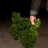 Botmas Biologische Boerenkool - RTU Botmas Biologische Boerenkool - RTU