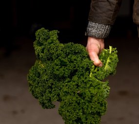 Botmas Biologische Boerenkool - RTU