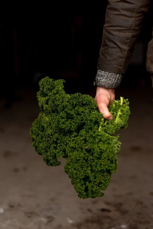 Botmas Biologische Boerenkool - RTU