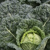 Botmas Biologische Groene Kool Vers Botmas Biologische Groene Kool Vers