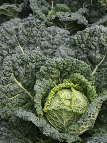 Botmas Biologische Groene Kool Vers