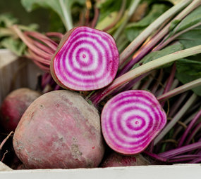 Botmas Biologische Chioggia Biet - RTU Botmas Biologische Chioggia Biet - RTU