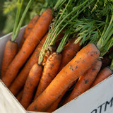 Botmas Biologische Winterpeen Botmas Biologische Winterpeen