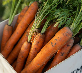 Botmas Biologische Winterpeen