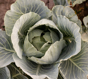 Botmas Biologische Witte kool - Vers